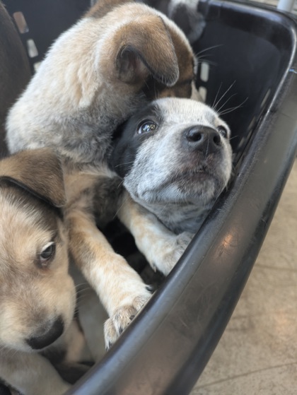 Shelter Stray Female Dog last seen , TX , Fort Worth, TX 76119
