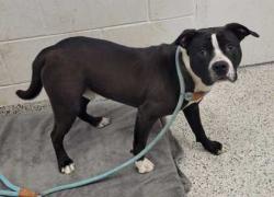Shelter Stray Male Dog last seen Near Brooklyn Ave, 64109, MO, Kansas City, MO 64132