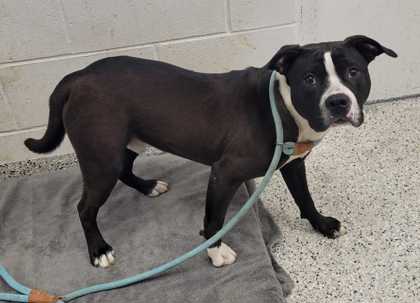 Shelter Stray Male Dog last seen Near Brooklyn Ave, 64109, MO, Kansas City, MO 64132