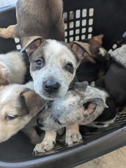 Shelter Stray Female Dog last seen , TX , Fort Worth, TX 76119