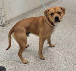 Shelter Stray Male Dog last seen Near N Congress Ave, 64153, MO, Kansas City, MO 64132