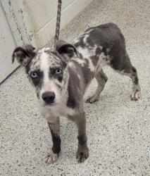 Shelter Stray Male Dog last seen 87th & Blue Ridge, KCMO, 64138, 64138, MO, Kansas City, MO 64132