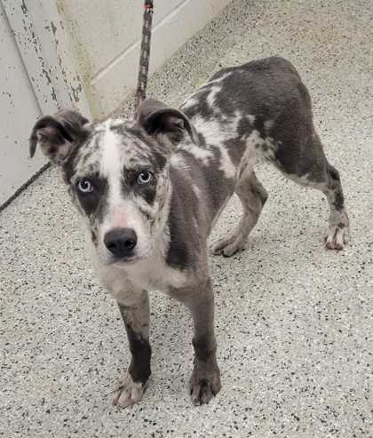 Shelter Stray Male Dog last seen 87th & Blue Ridge, KCMO, 64138, 64138, MO, Kansas City, MO 64132
