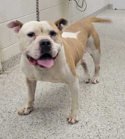 Shelter Stray Male Dog last seen Near E 67th, 64133, MO, Kansas City, MO 64132