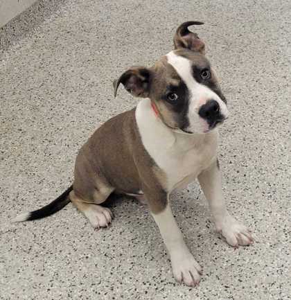 Shelter Stray Male Dog last seen Near E 67th, 64133, MO, Kansas City, MO 64132