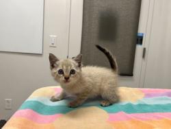 Shelter Stray Female Cat last seen E 59th & Booth, KCMO, 64129, 64129, MO, Kansas City, MO 64132