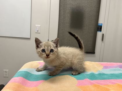Shelter Stray Female Cat last seen E 59th & Booth, KCMO, 64129, 64129, MO, Kansas City, MO 64132