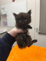 Shelter Stray Female Cat last seen Near Wornall Rd, 64114, MO, Kansas City, MO 64132