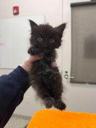 Shelter Stray Male Cat last seen Near Wornall Rd, 64114, MO, Kansas City, MO 64132