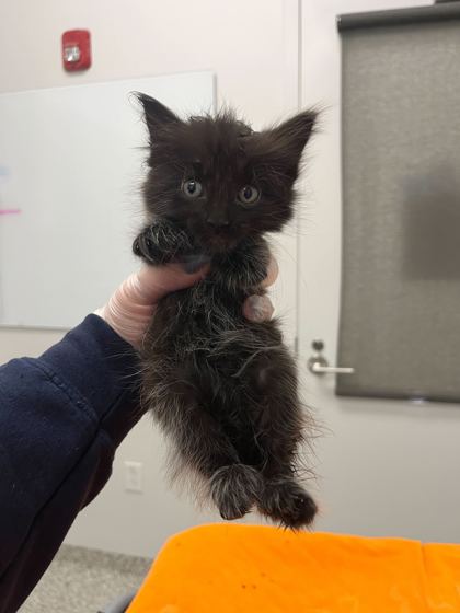 Shelter Stray Male Cat last seen Near Wornall Rd, 64114, MO, Kansas City, MO 64132