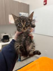 Shelter Stray Male Cat last seen Near Wornall Rd, 64114, MO, Kansas City, MO 64132