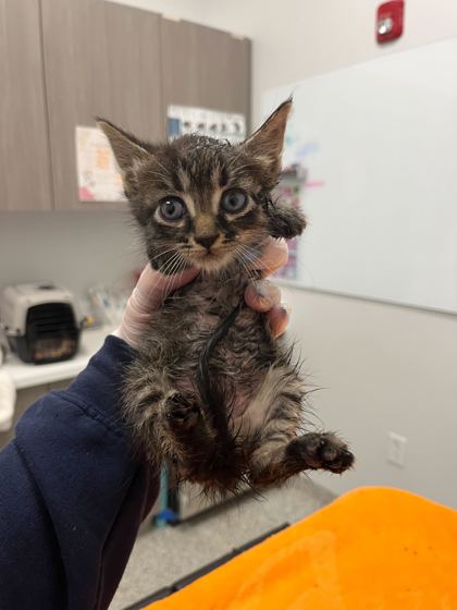 Shelter Stray Male Cat last seen Near Wornall Rd, 64114, MO, Kansas City, MO 64132