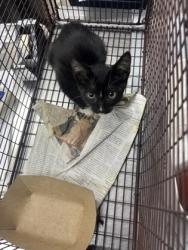 Shelter Stray Male Cat last seen Mount Pleasant, SC 29466, North Charleston, SC 29406