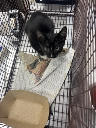 Shelter Stray Male Cat last seen Mount Pleasant, SC 29466, North Charleston, SC 29406