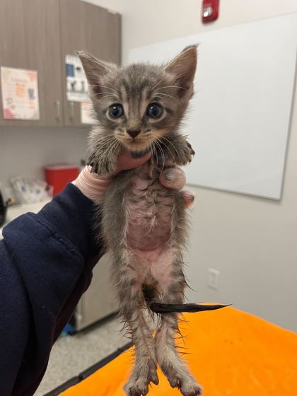 Shelter Stray Male Cat last seen Near Wornall Rd, 64114, MO, Kansas City, MO 64132