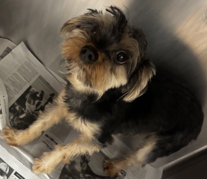 Shelter Stray Male Dog last seen Near Chamblee Dunwoody Rd, Chamblee, GA 30341, 30341, GA, Atlanta, GA 30341