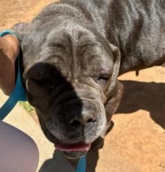 Shelter Stray Female Dog last seen Near Knollberry Ln, Decatur, GA, 30034, GA, Atlanta, GA 30341