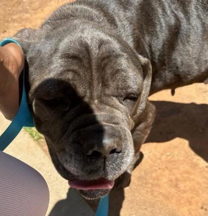 Shelter Stray Female Dog last seen Near Knollberry Ln, Decatur, GA, 30034, GA, Atlanta, GA 30341
