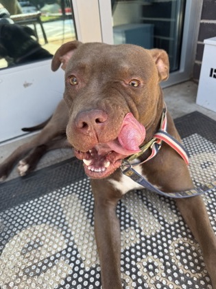Shelter Stray Unknown Dog last seen Near Henderson Mill Rd, Atlanta, GA, 30341, GA, Atlanta, GA 30341