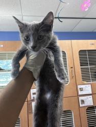 Shelter Stray Female Cat last seen Near McElroy Road, Doraville 30340, 30340, GA, Atlanta, GA 30341