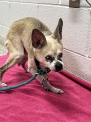 Shelter Stray Male Dog last seen Near  S. Smallwood, 21223, MD, Baltimore, MD 21230