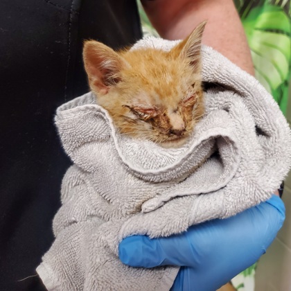Shelter Stray Male Cat last seen Near Chauga Dr, 29626, Anderson County, SC, Anderson, SC 29622