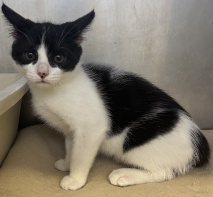 Shelter Stray Male Cat last seen Wilson, CA 95991, Bakersfield, CA 93308