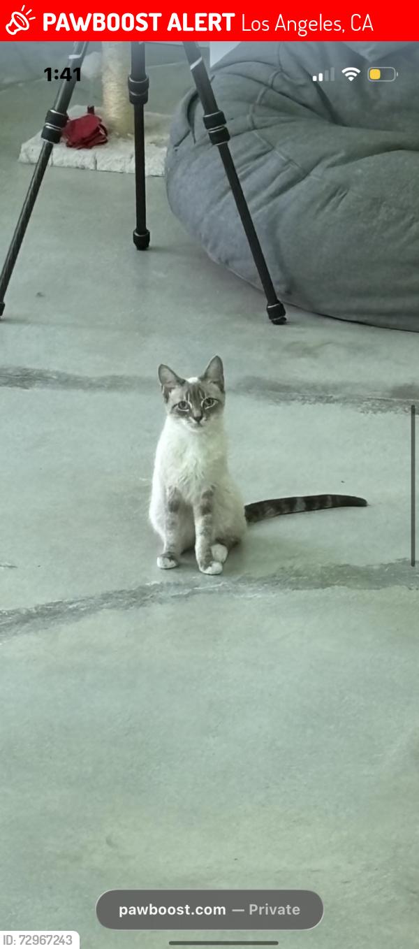 Lost Female Cat last seen Mt. Washington/ Glassell Park, Los Angeles, CA 90065