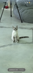 Lost Female Cat last seen Mt. Washington/ Glassell Park, Los Angeles, CA 90065