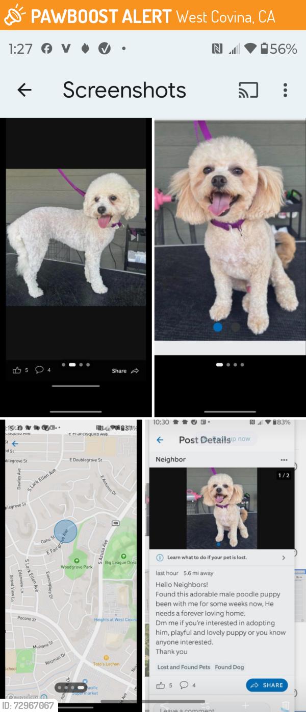 Found/Stray Male Dog last seen Near S. Azusa, W. Covina, West Covina, CA 91790