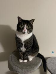 Lost Female Cat last seen Lyman st, Waltham, MA 02452