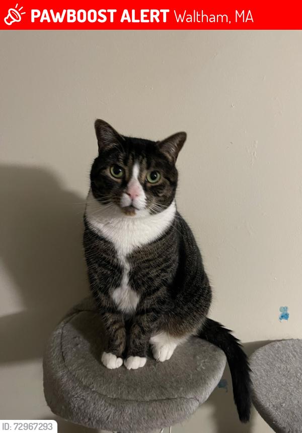 Lost Female Cat last seen Lyman st, Waltham, MA 02452