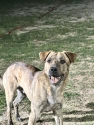 Lost Male Dog last seen Carolina horse Park, Raeford, NC 28376