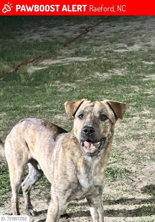 Lost Male Dog last seen Carolina horse Park, Raeford, NC 28376