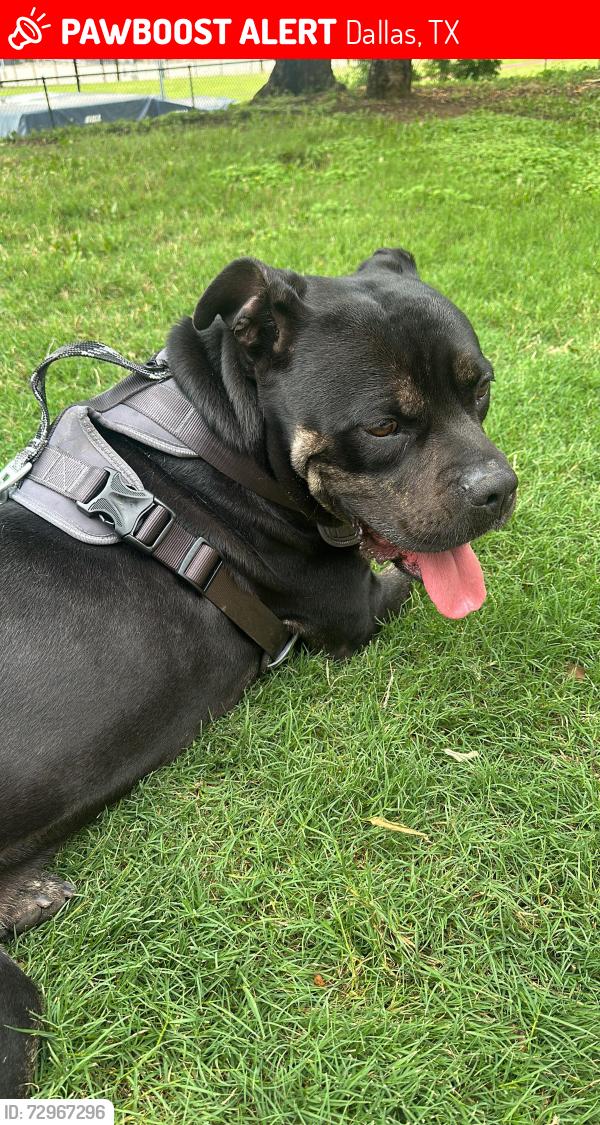 Lost Male Dog last seen Por auto zone, Dallas, TX 75227