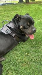 Lost Male Dog last seen Por auto zone, Dallas, TX 75227