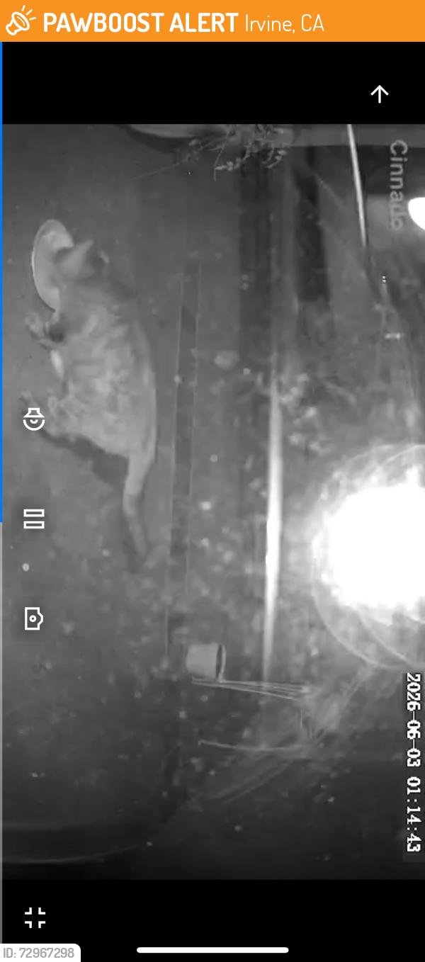 Found/Stray Unknown Cat last seen Creek and Alderberry, Irvine, CA 92604