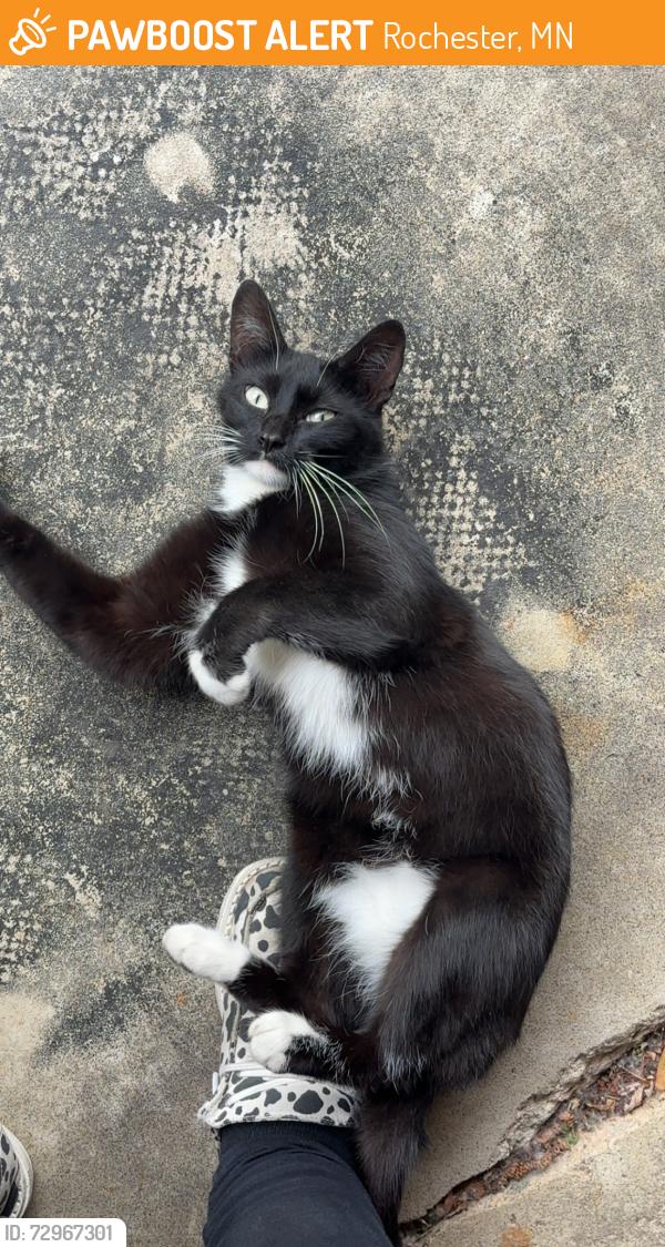 Found/Stray Unknown Cat last seen 42nd st , Rochester, MN 55901