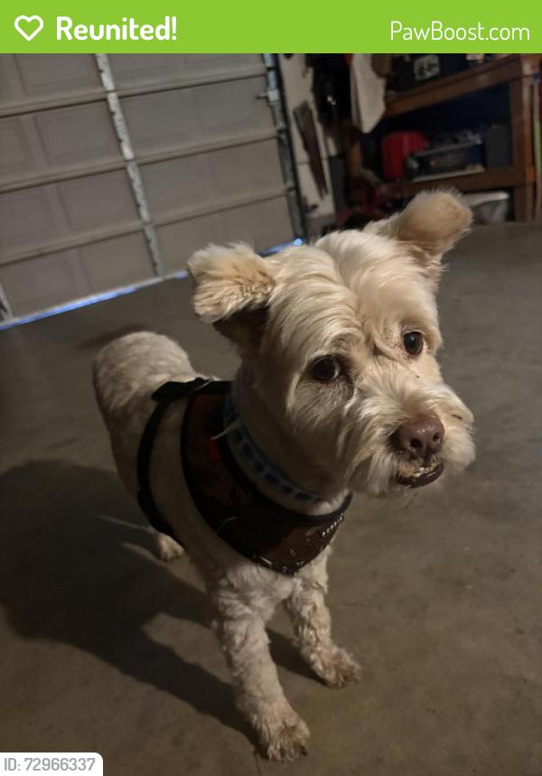 Reunited Male Dog last seen Sun tree drive and sunrise boulevard in roseville california , Roseville, CA 95661