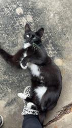 Found/Stray Unknown Cat last seen 42nd st, Rochester, MN 55901