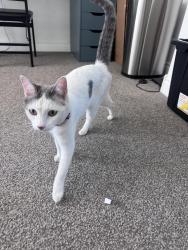 Reunited Female Cat last seen Eastmark high school , Mesa, AZ 85212