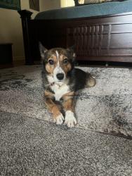 Lost Female Dog last seen Reno rd & hwy 59 Ottawa Ks. , Hayes Township, KS 66067