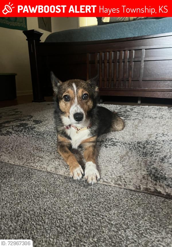 Lost Female Dog last seen Reno rd & hwy 59 Ottawa Ks. , Hayes Township, KS 66067