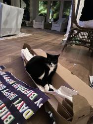 Lost Male Cat last seen Corona and Solano, Ponte Vedra Beach, FL 32082
