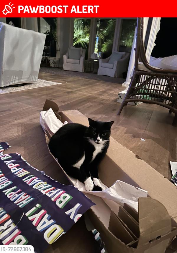 Lost Male Cat last seen Corona and Solano, Ponte Vedra Beach, FL 32082