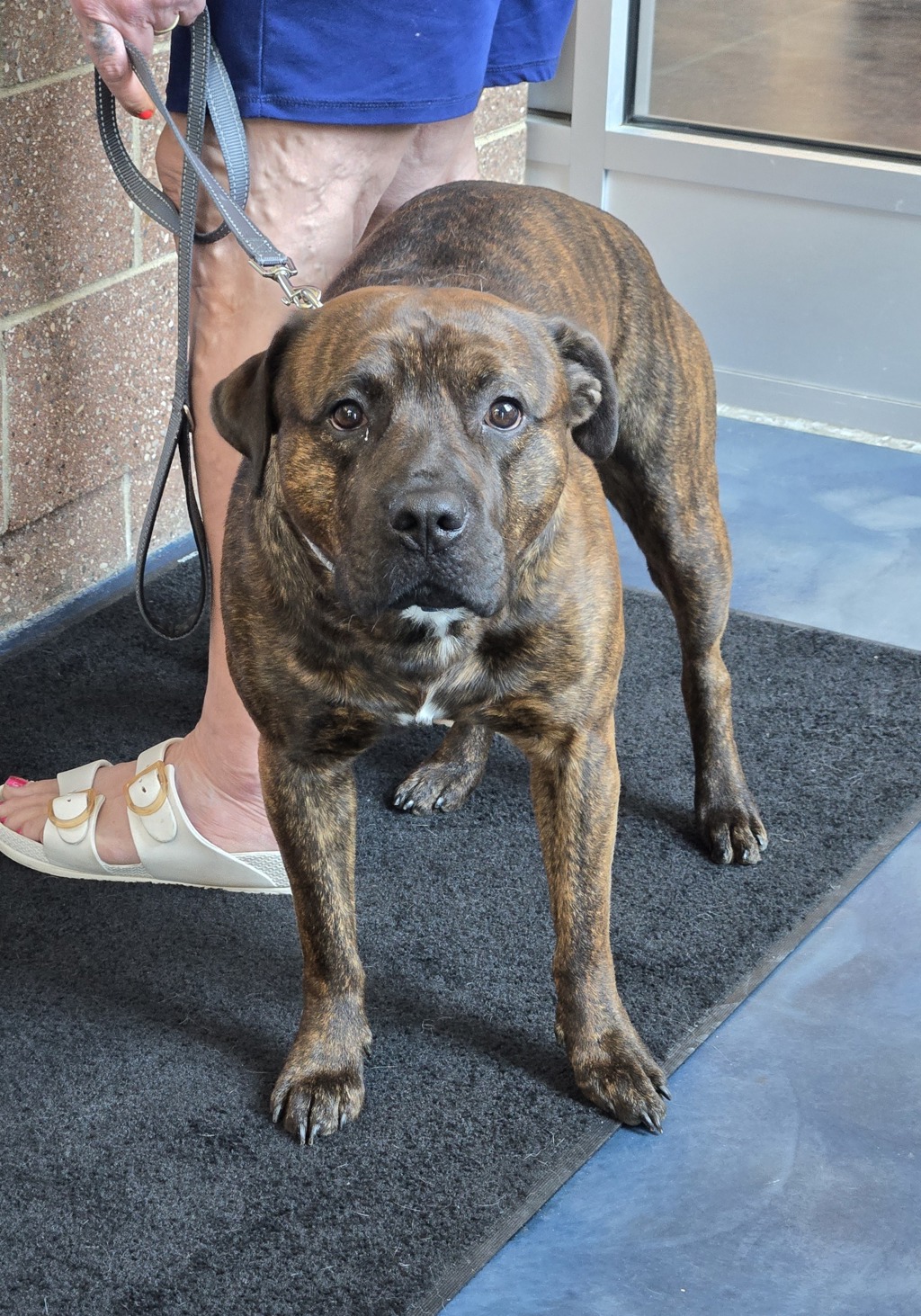 Shelter Stray Male Dog last seen Wanamaker Street, WATERFORD, MI, 48327, Pontiac, MI 48341