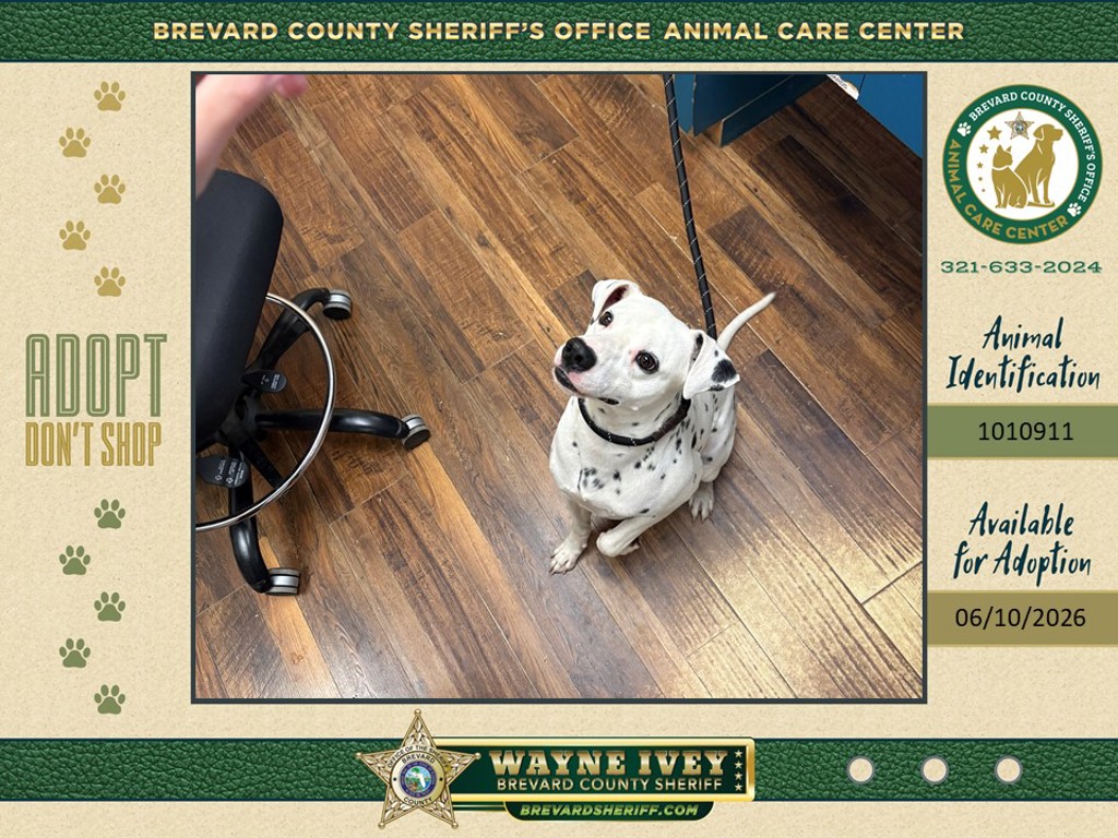 Shelter Stray Male Dog last seen Venus Street, MERRITT ISLAND, FL, 32953, Melbourne, FL 32934