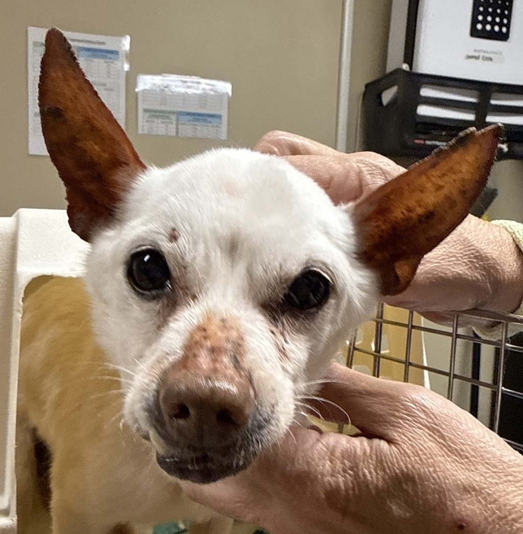 Shelter Stray Male Dog last seen NE wygant and williams, OR, Troutdale, OR 97060