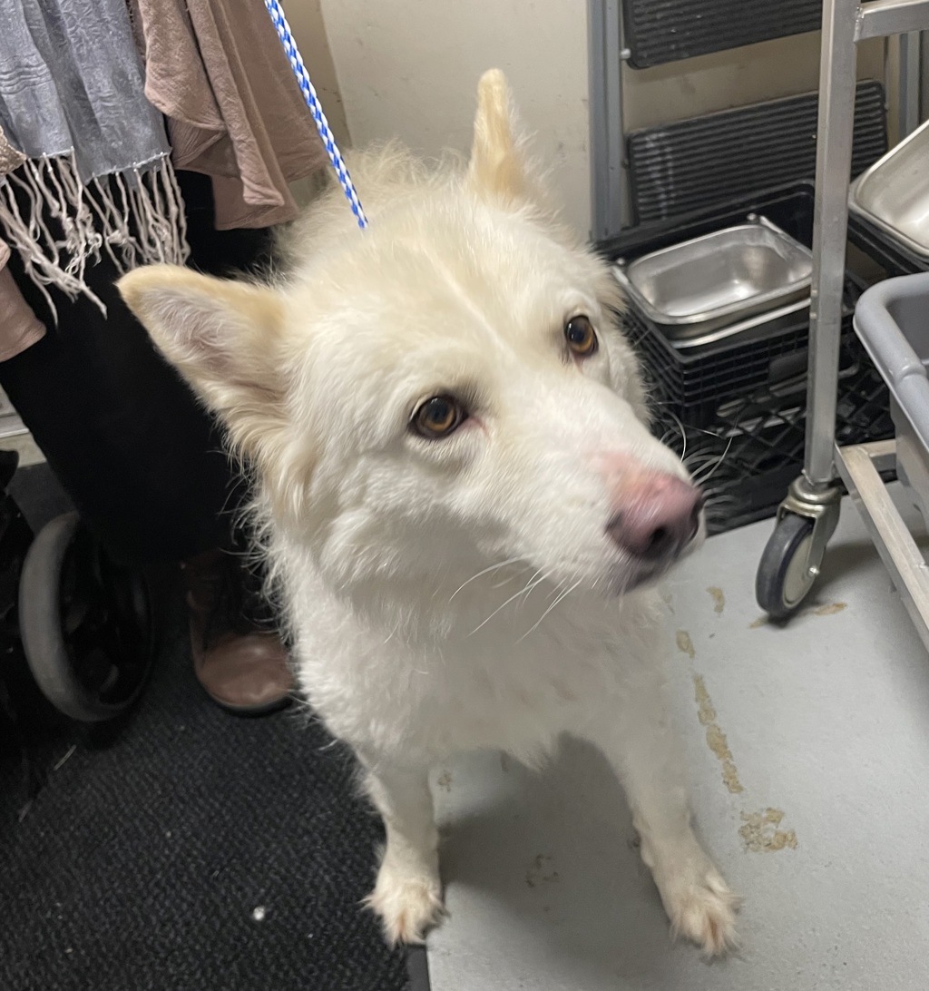 Shelter Stray Female Dog last seen 202nd / Burnside, GRESHAM, OR, 97030, Troutdale, OR 97060