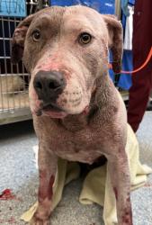 Shelter Stray Female Dog last seen 134th/Powell, OR, Troutdale, OR 97060